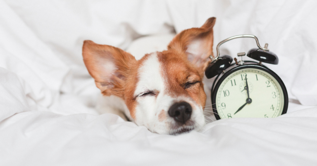 Dog sleeping with clock