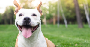 Read more about the article Home Away from Home | Exploring the Benefits of Dog Boarding