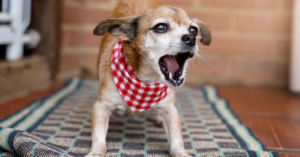 Read more about the article How to Stop Your Dog From Barking at Night | It’s Easier Than You Think