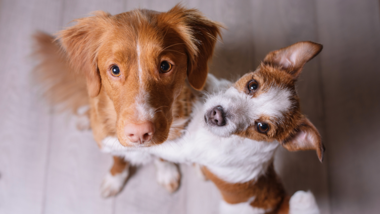 Read more about the article Pawsitive Additions | Five Tips for Successfully Introducing Another Dog to Your Home