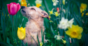 Read more about the article Unraveling Time Through a Dog’s Nose: The Fascinating Journey of Scent