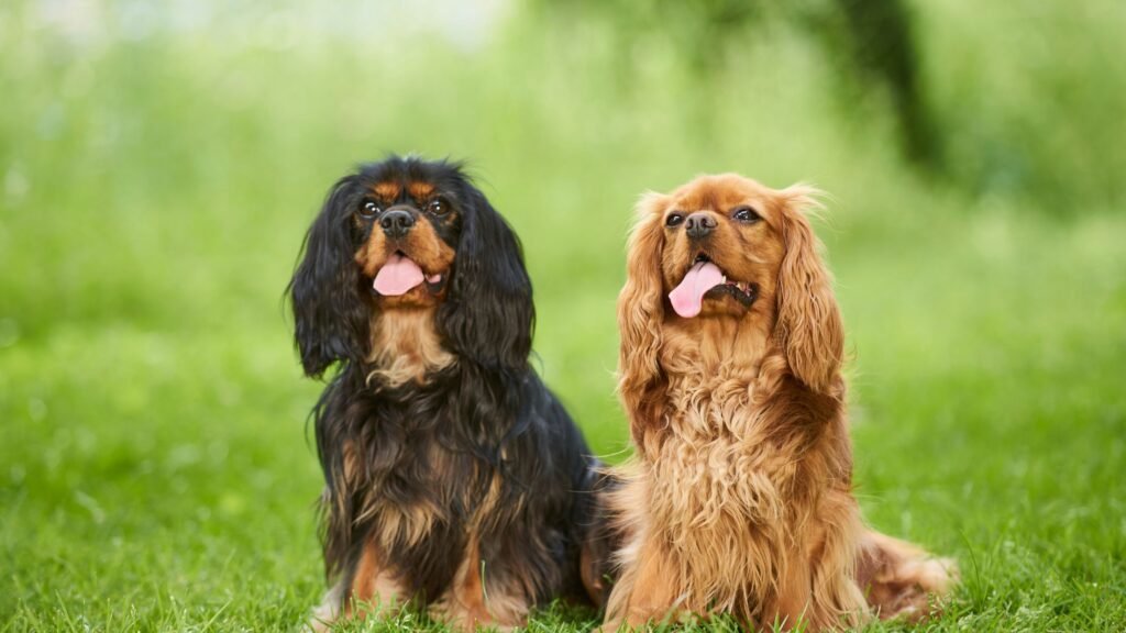 Cavalier King Charles Spaniels